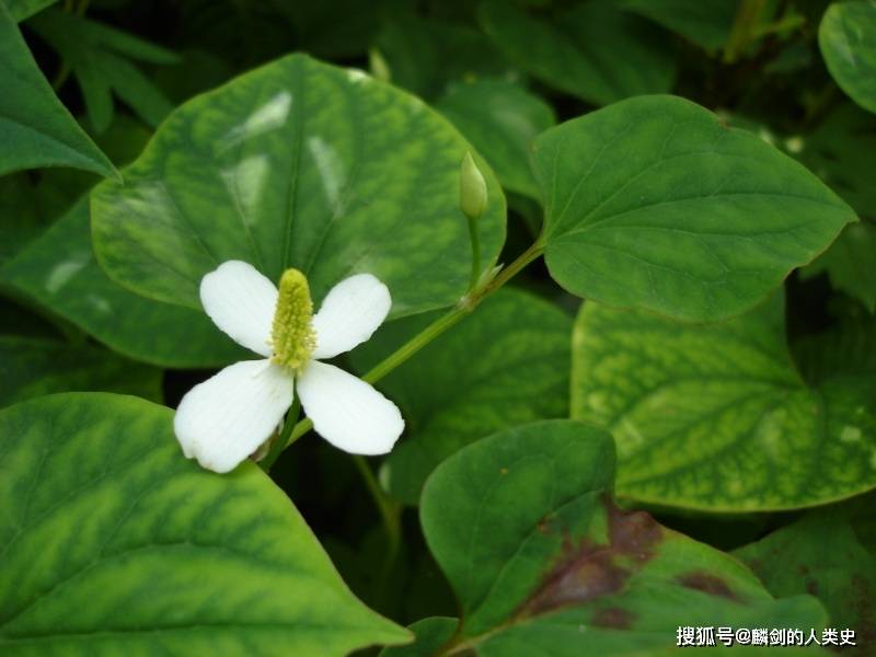 上位子房的植物图片