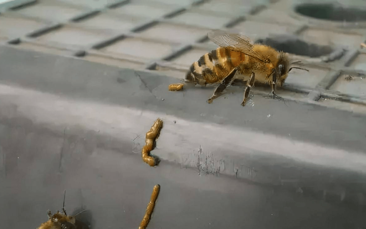 蜜蜂就拉了一泡屎,为啥就暴露了自己的老巢?