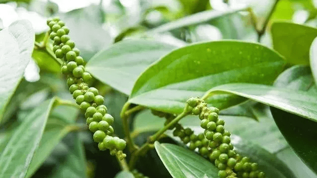 搜了宝 胡椒深受东西方欢迎 乡村 木乃伊 农副产品