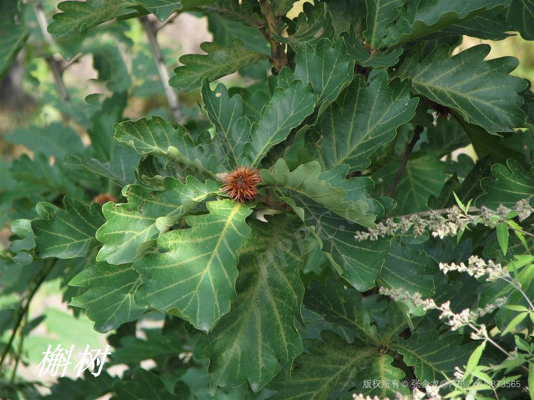 詩經裡的植物辨識十八北山之柞其葉蓬蓬