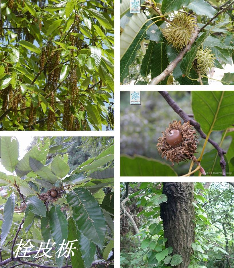 栎树种类及图鉴图片