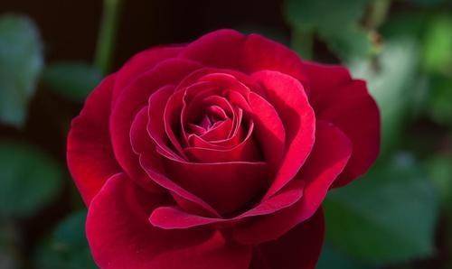 1月中旬开始 红鸾心动 桃花笑春风 遇见爱情的4大星座 狮子 含笑 性格