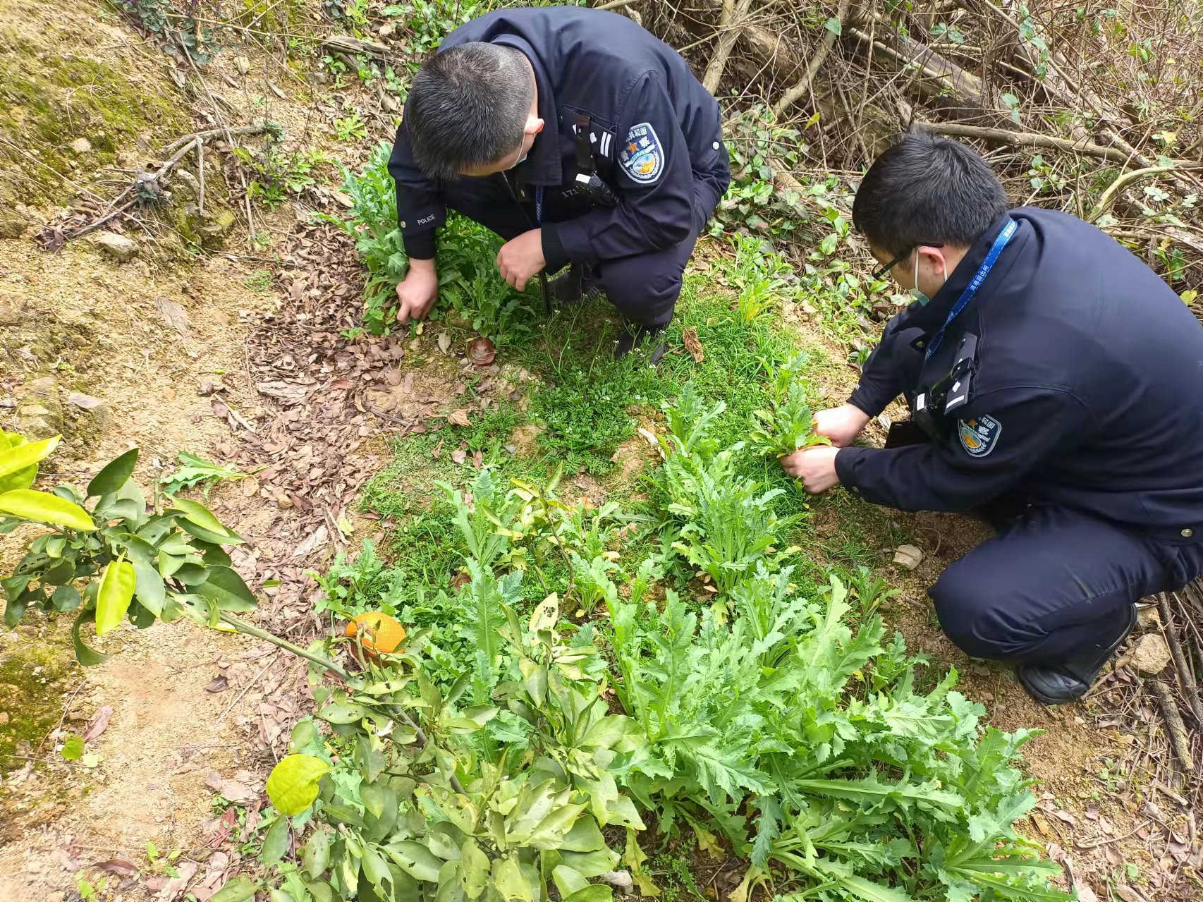 清港镇禁毒办联合派出所开展春季禁种铲毒踏查活动