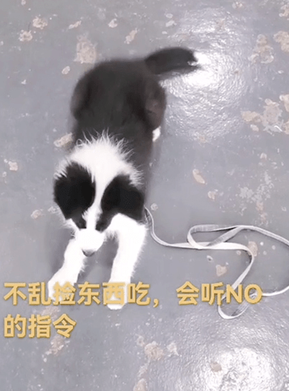 曾小姐串串狗应该如何训练？广州专业训狗机构定制串串不咬人方案！
