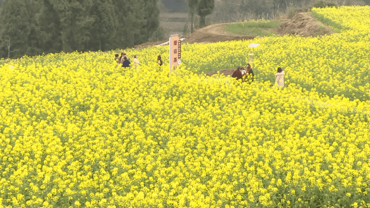 油菜地|“锅盔凉粉”免费吃！南充嘉陵龙蟠镇司南垭千亩油菜花惊艳上线！