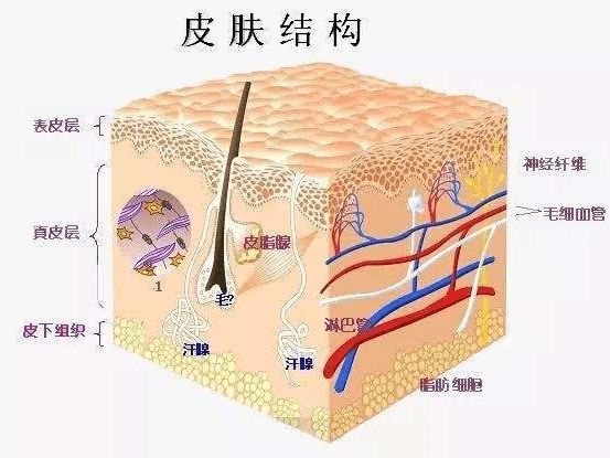 母细胞诗踏绮祛斑：认识皮肤结构，教你养出好皮肤