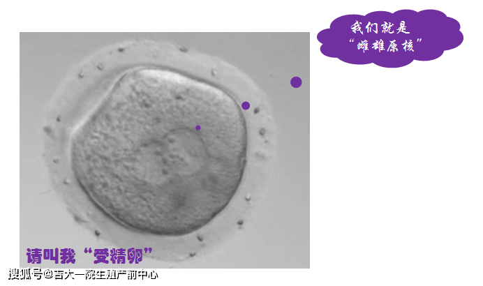 受精卵|揭秘“试管婴儿”胚胎发育过程
