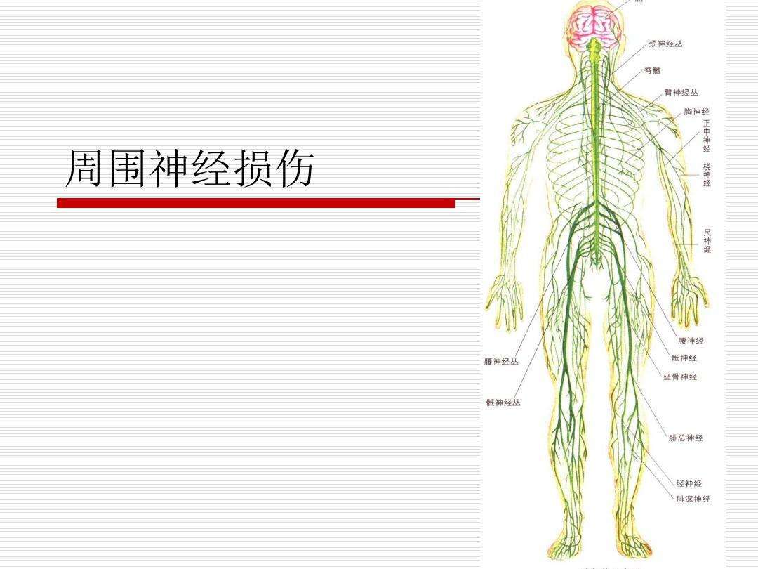 神经损伤如何恢复?广州和谐医院神经修复医学中心为你介绍