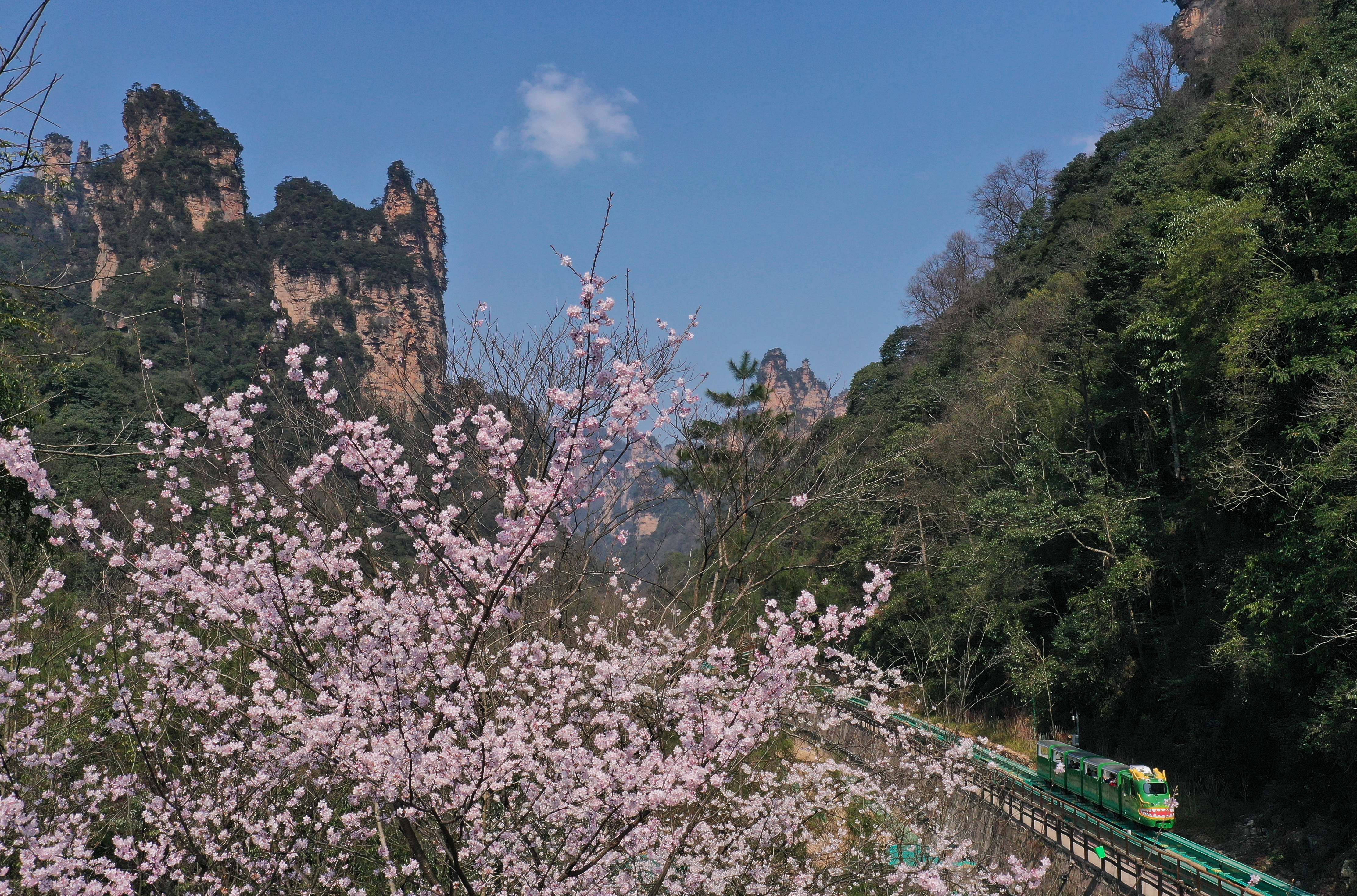 (组图)张家界景区十里画廊:樱花绽放春色美