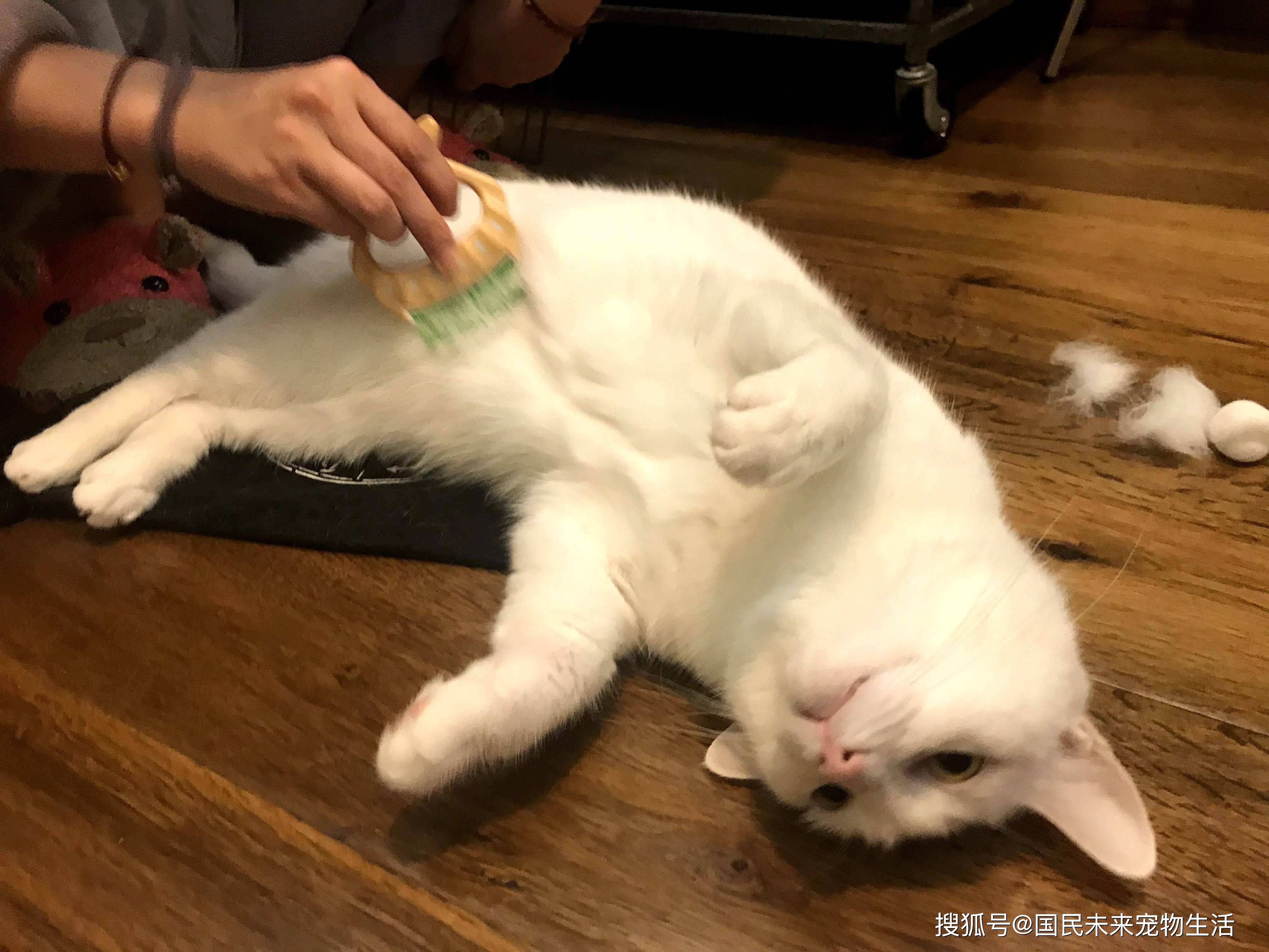 猫咪掉毛严重有没有什么好的梳子推荐给猫梳毛大有讲究