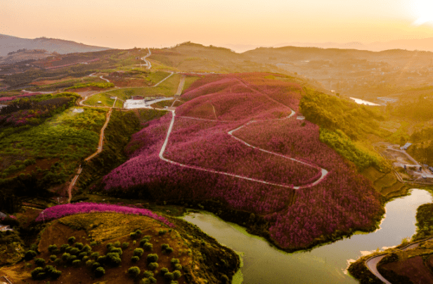 宜良樱花谷2022图片