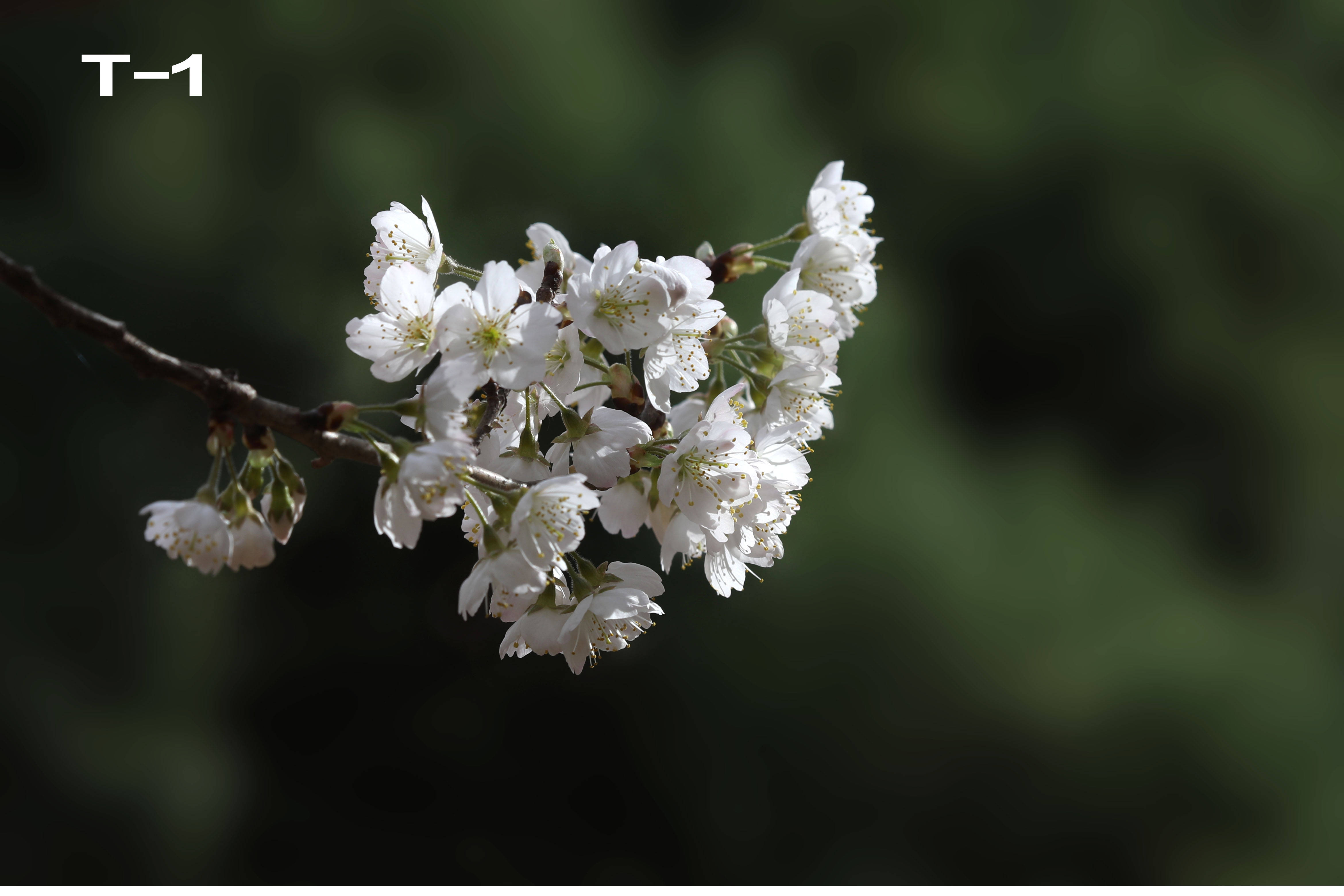 特征|哪个是樱花，哪个是樱桃花？你能否分清？