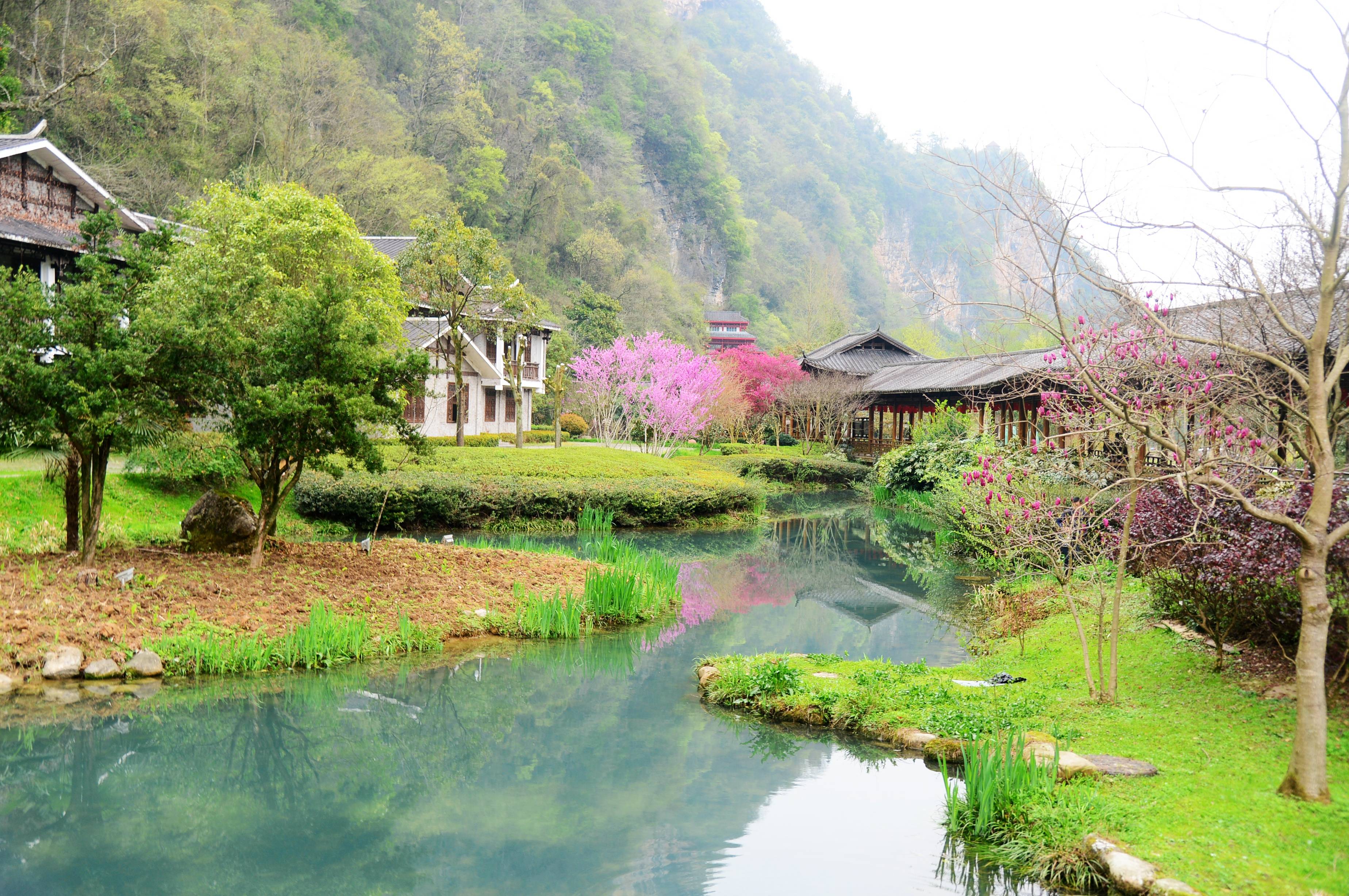 张家界黄龙洞百花盛开春光美姹紫嫣红惹人醉组图