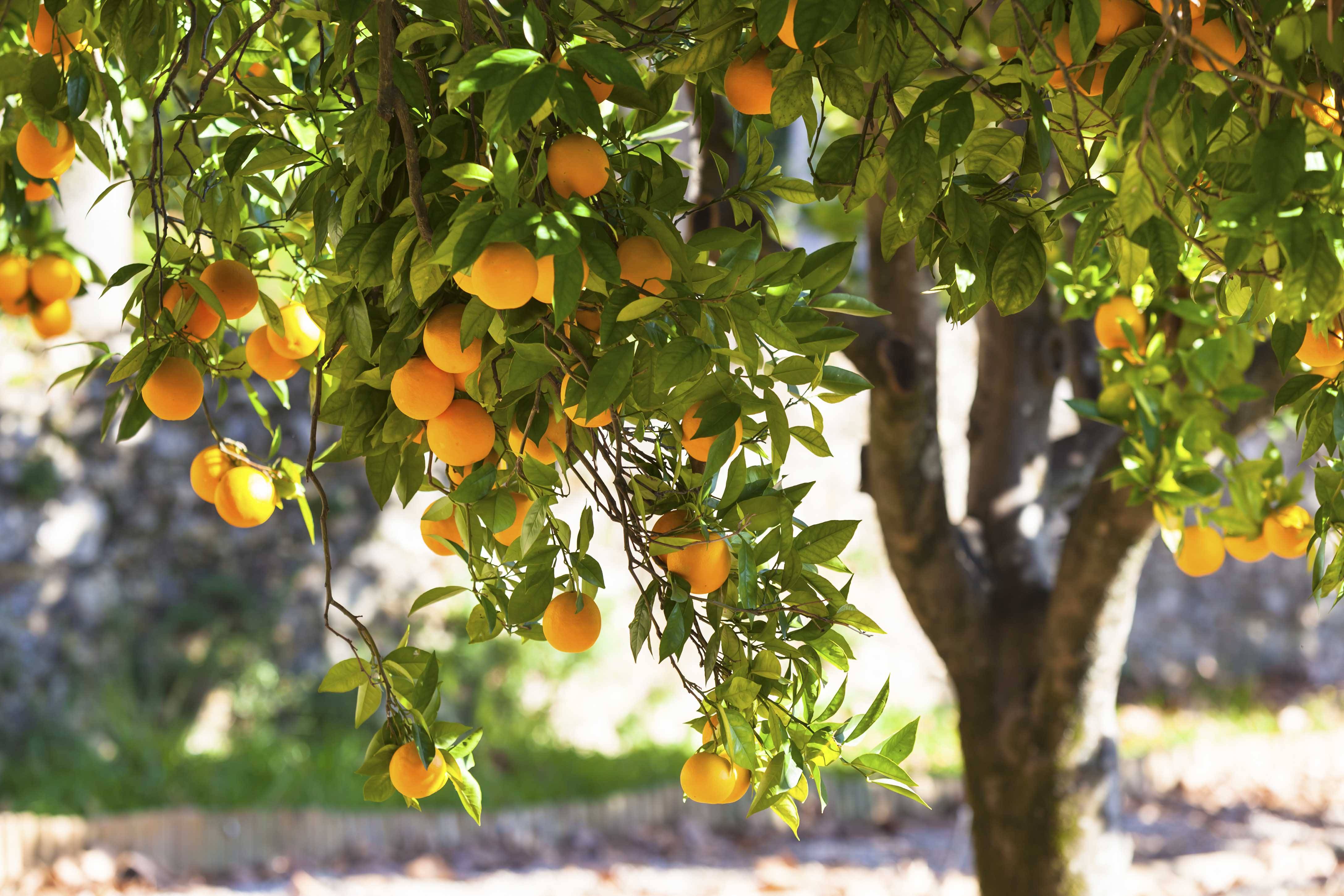 种植优质柑橘看看45月的柑橘病虫害防治