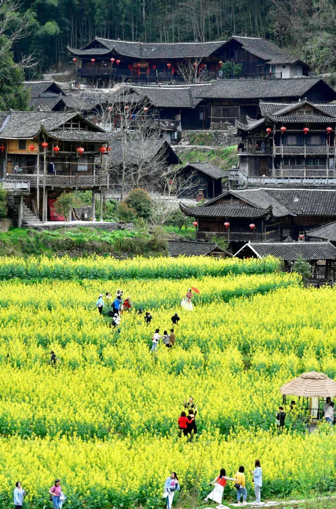 你在,我们在,"香"会彭家寨_活动_景区_油菜花