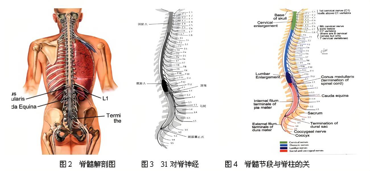 脊髓损伤分布图图片