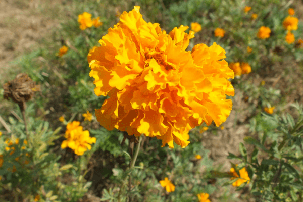 7月末桃花财同来，赚钱如流水，家人好生活的生肖