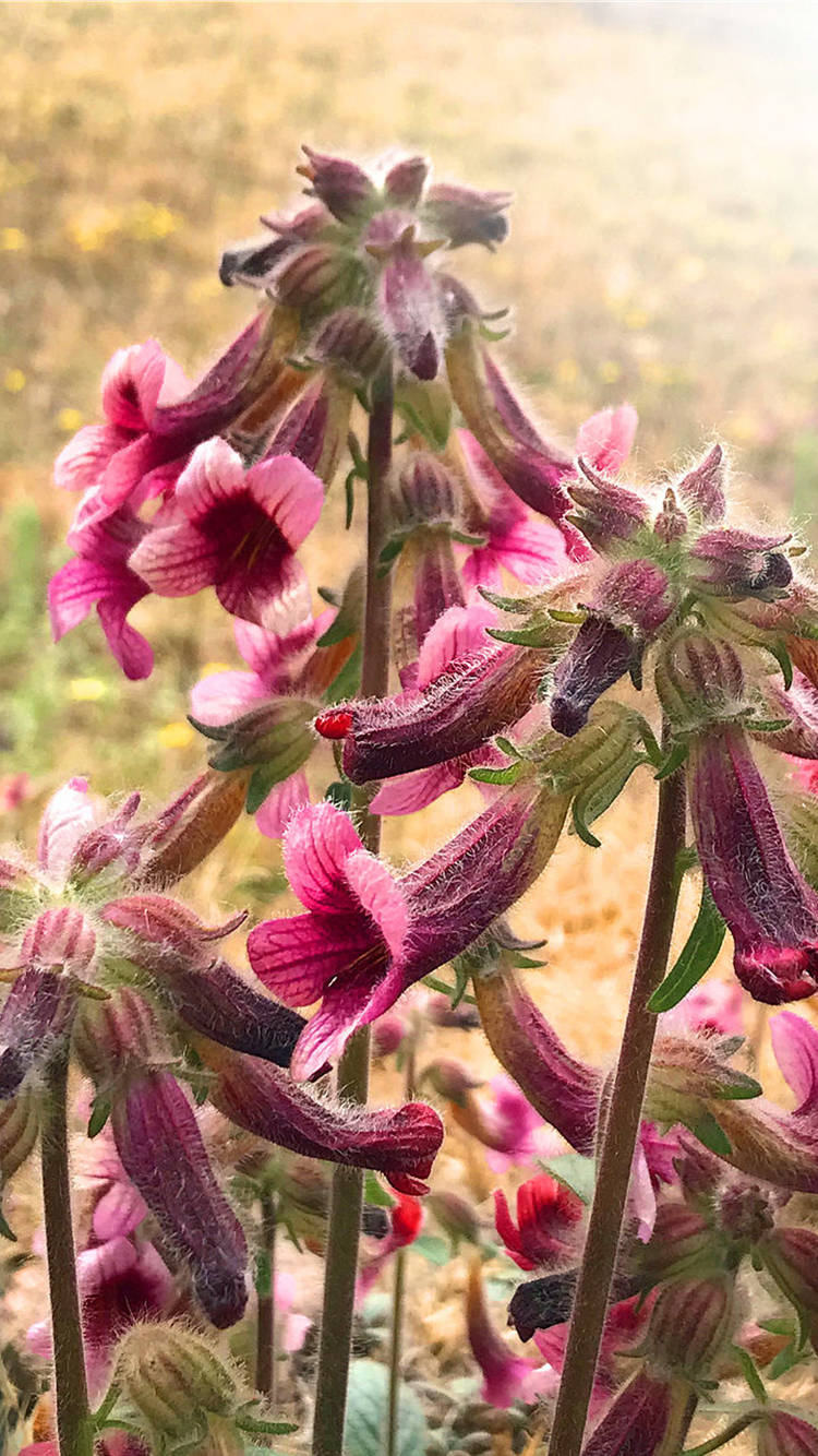 地黄花你见过吗