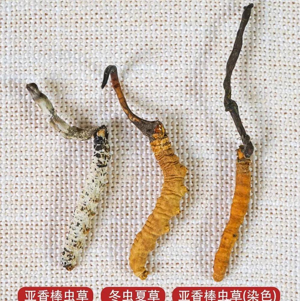 亚香棒虫草,又名古尼虫草,霍克斯虫草,寄生于寄生在鳞翅目昆虫幼虫的