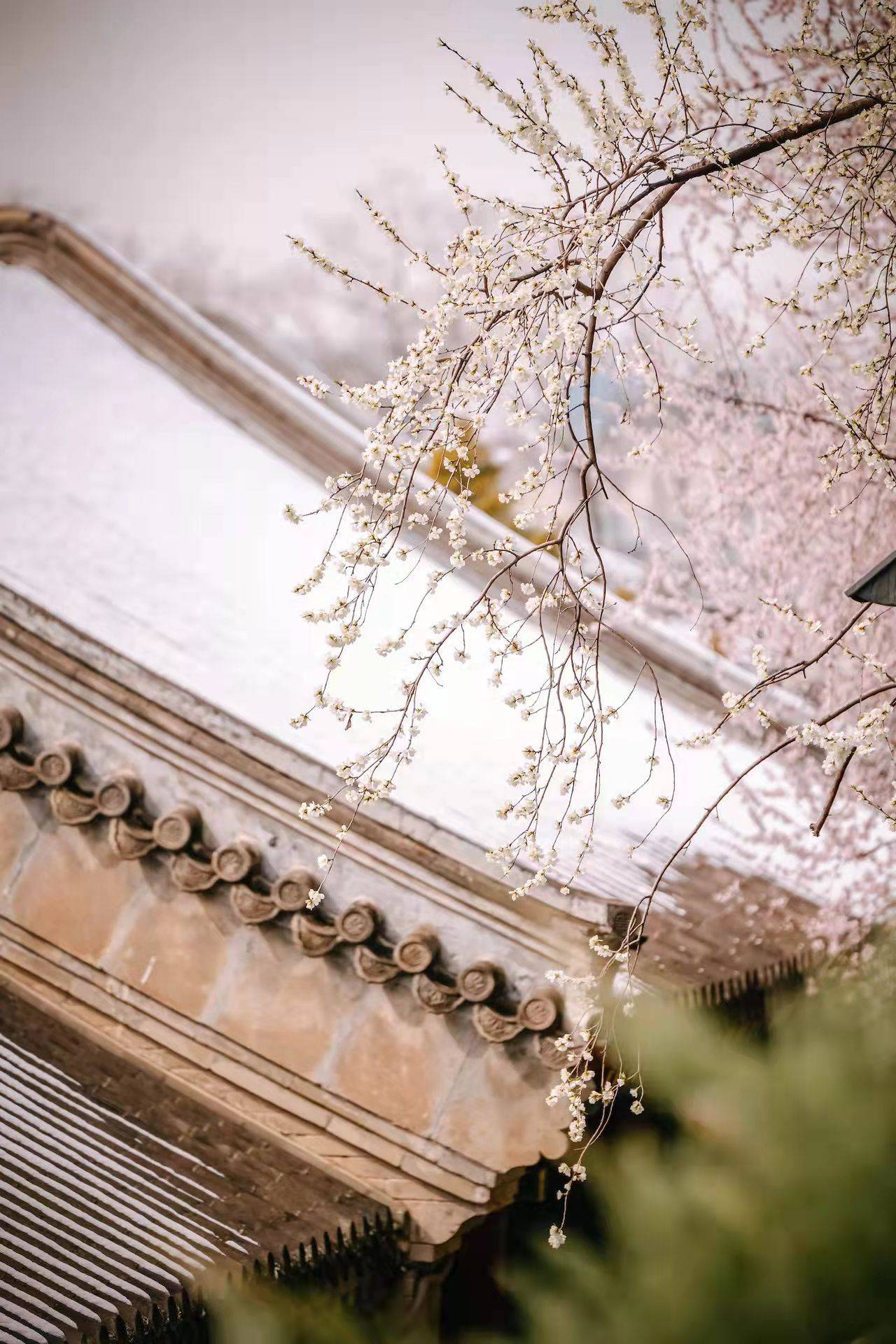 花朵|燕京八景，琼岛春阴！北海公园的山桃花又开好啦！