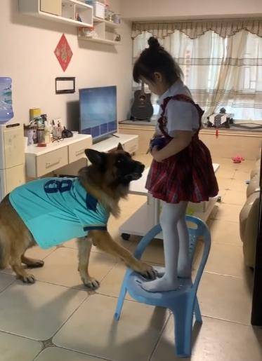 糯米:既当保姆又当保安,还是警校毕业的公务员_主人_时候_警犬基地