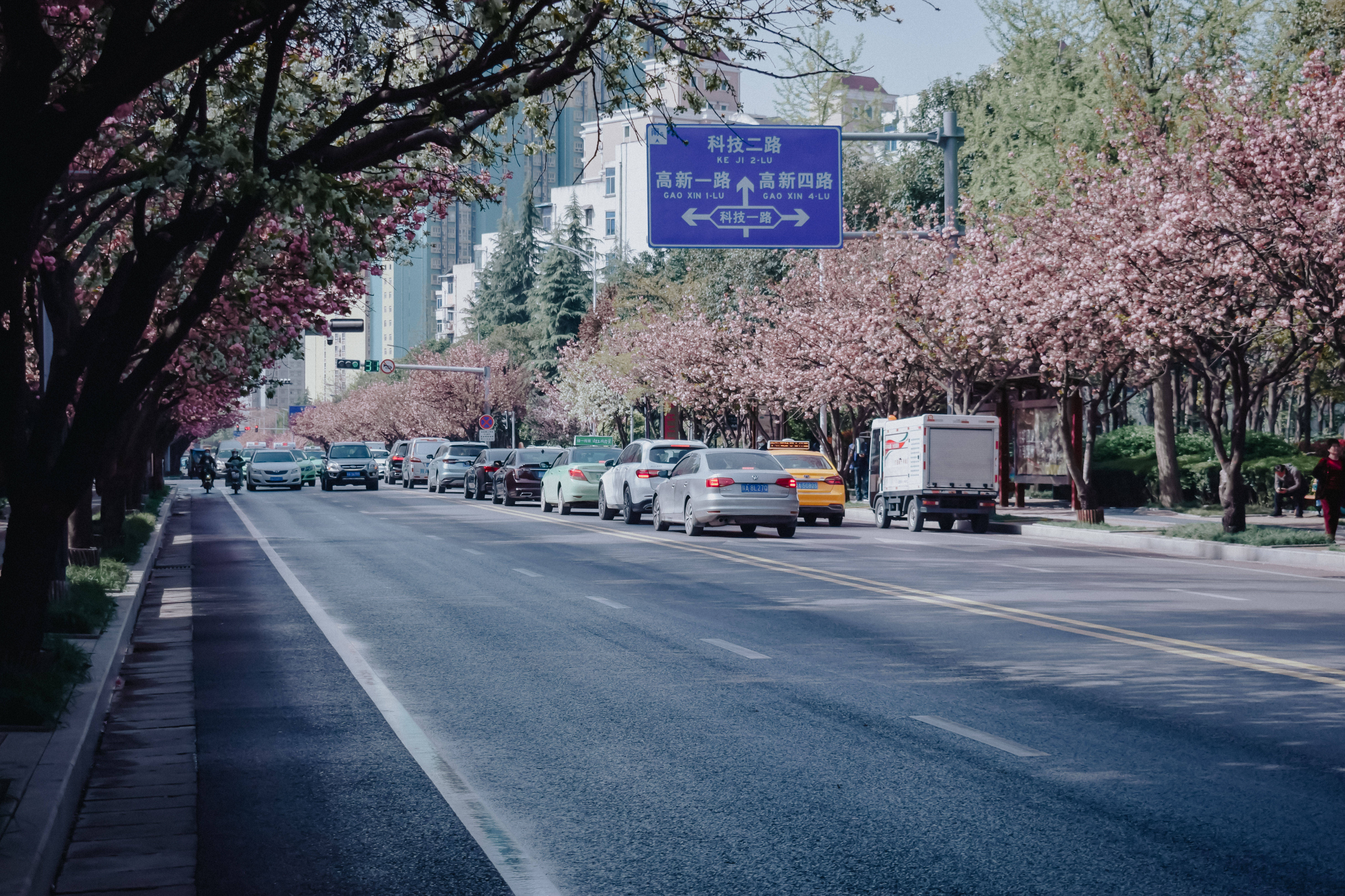 花开渐|以花为媒，来高新二路赴一场春之约