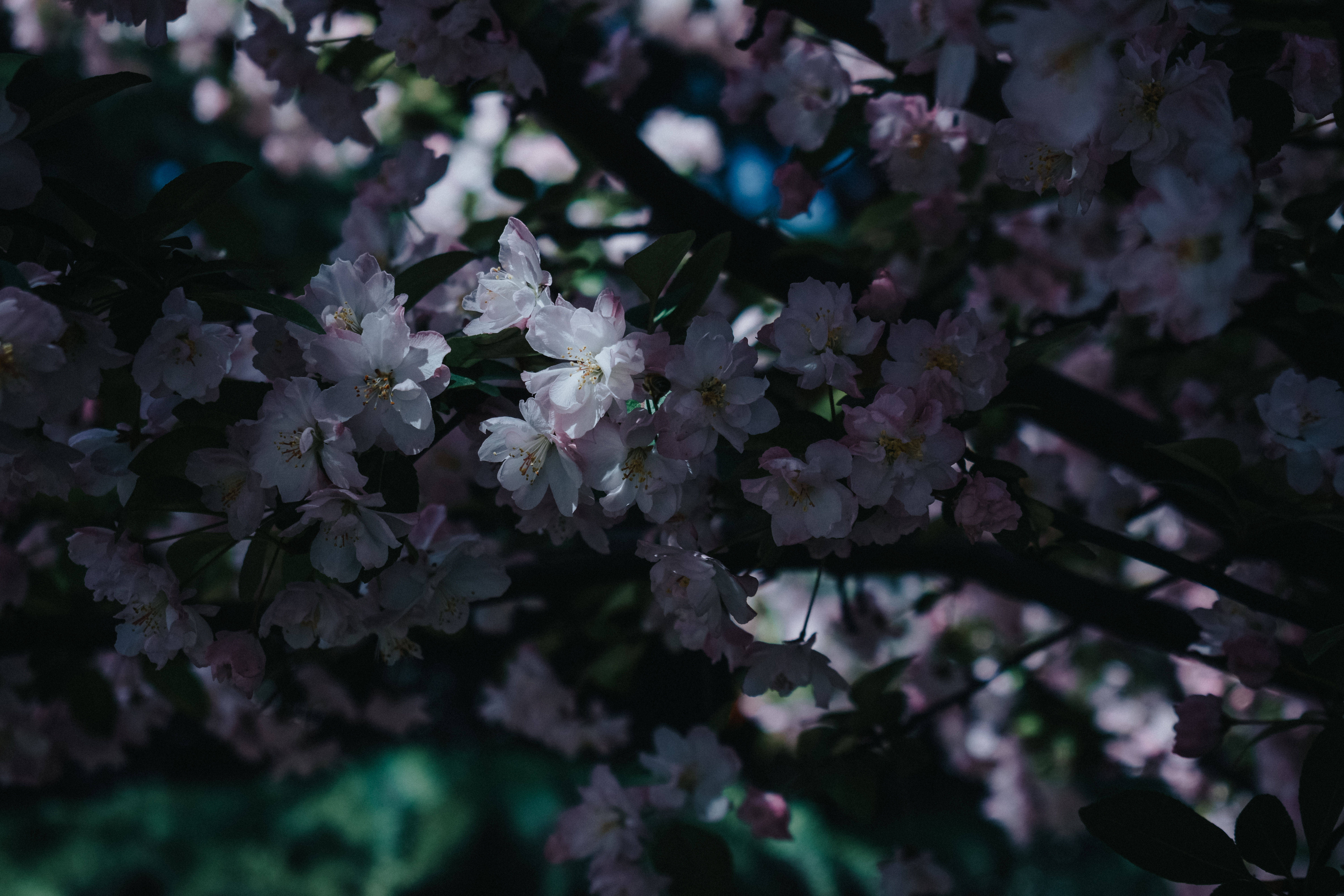 花开渐|以花为媒，来高新二路赴一场春之约