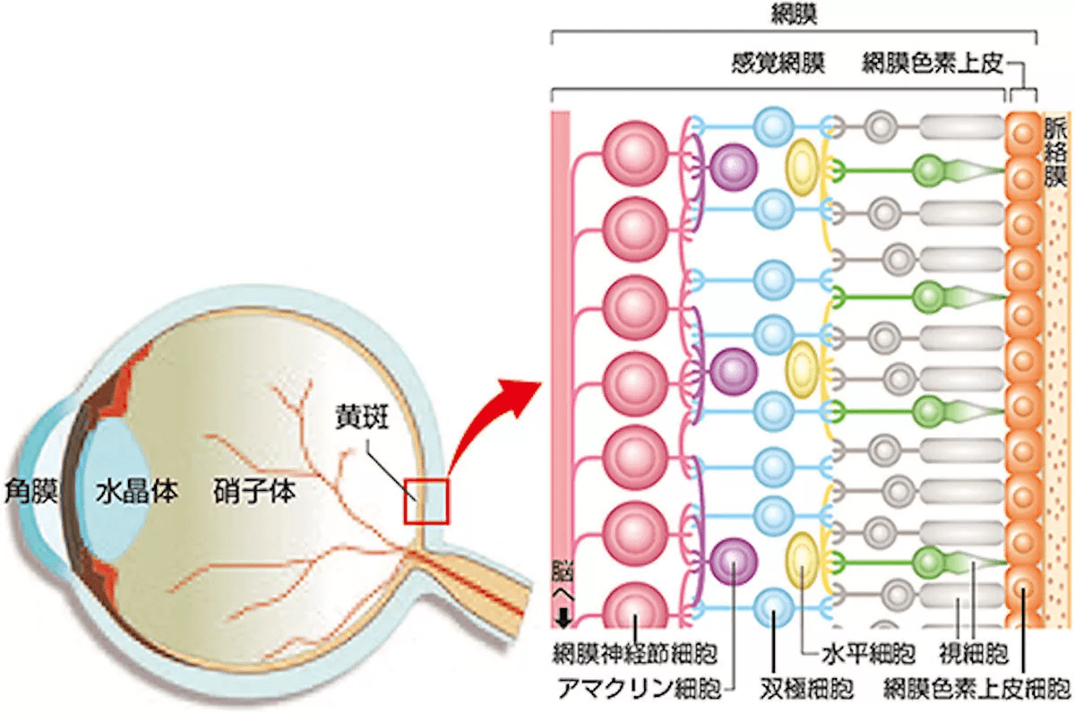 理研等开发了用es细胞制作接近理想的视网膜组织的技术