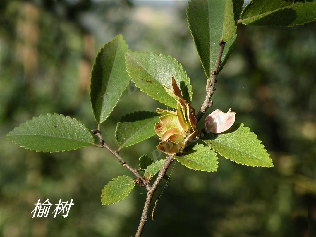 《詩經》裡的植物辨識(二十六)榆樞枌_榆樹_榆錢_白榆