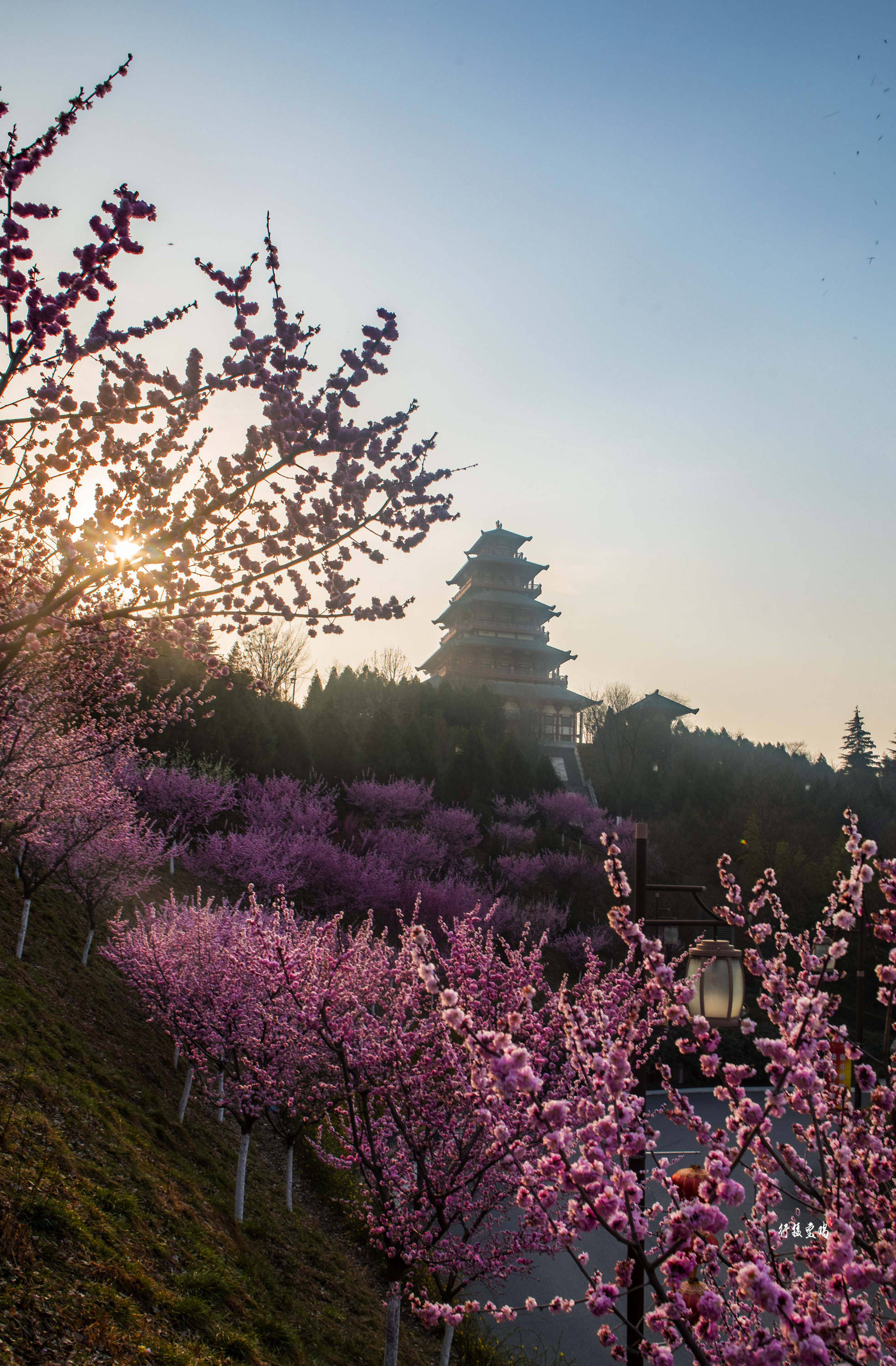 春来宝鸡万紫千红看花海