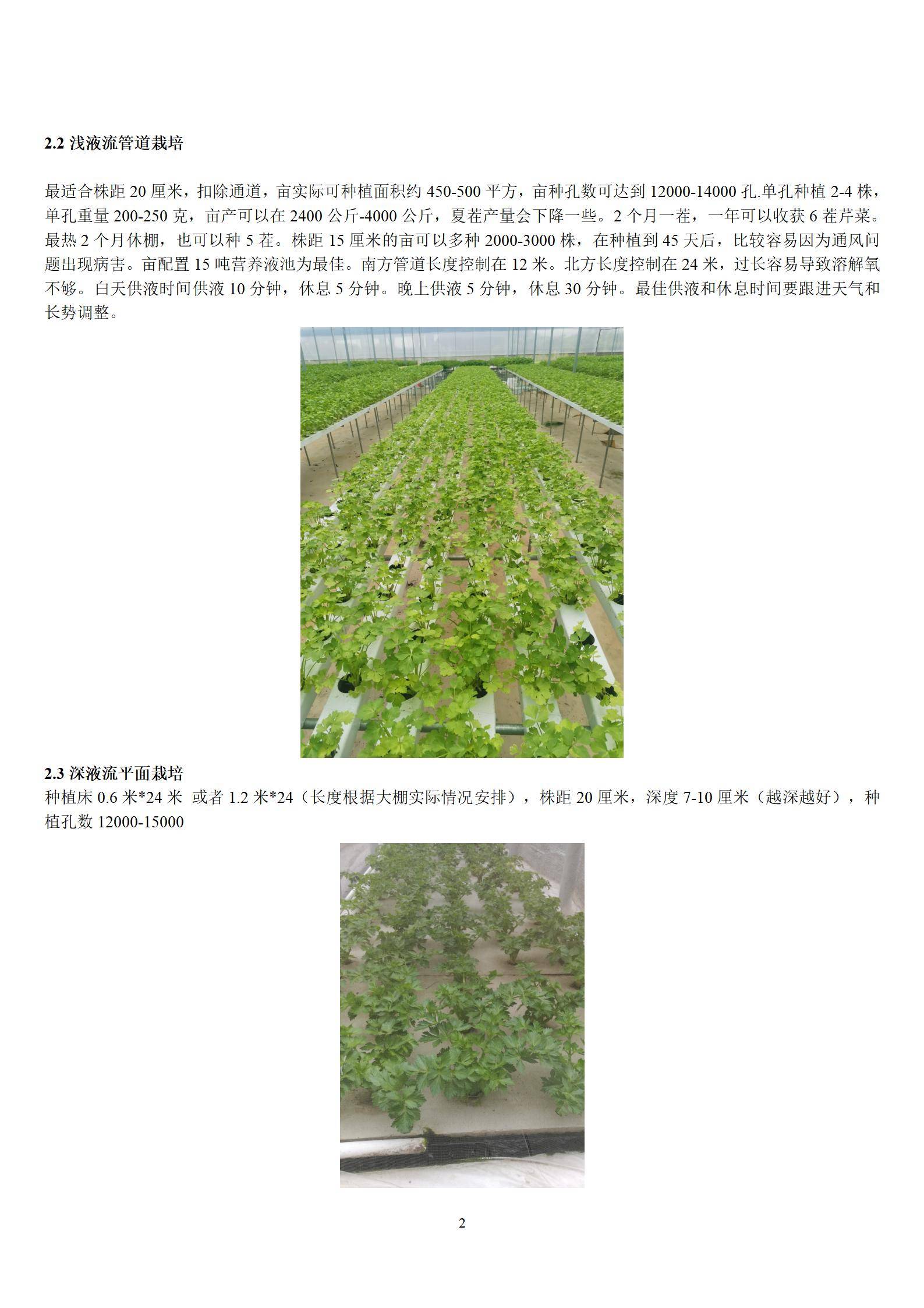 芹菜無土栽培技術芹菜營養液配方羅列大量數據豐富附失敗案例