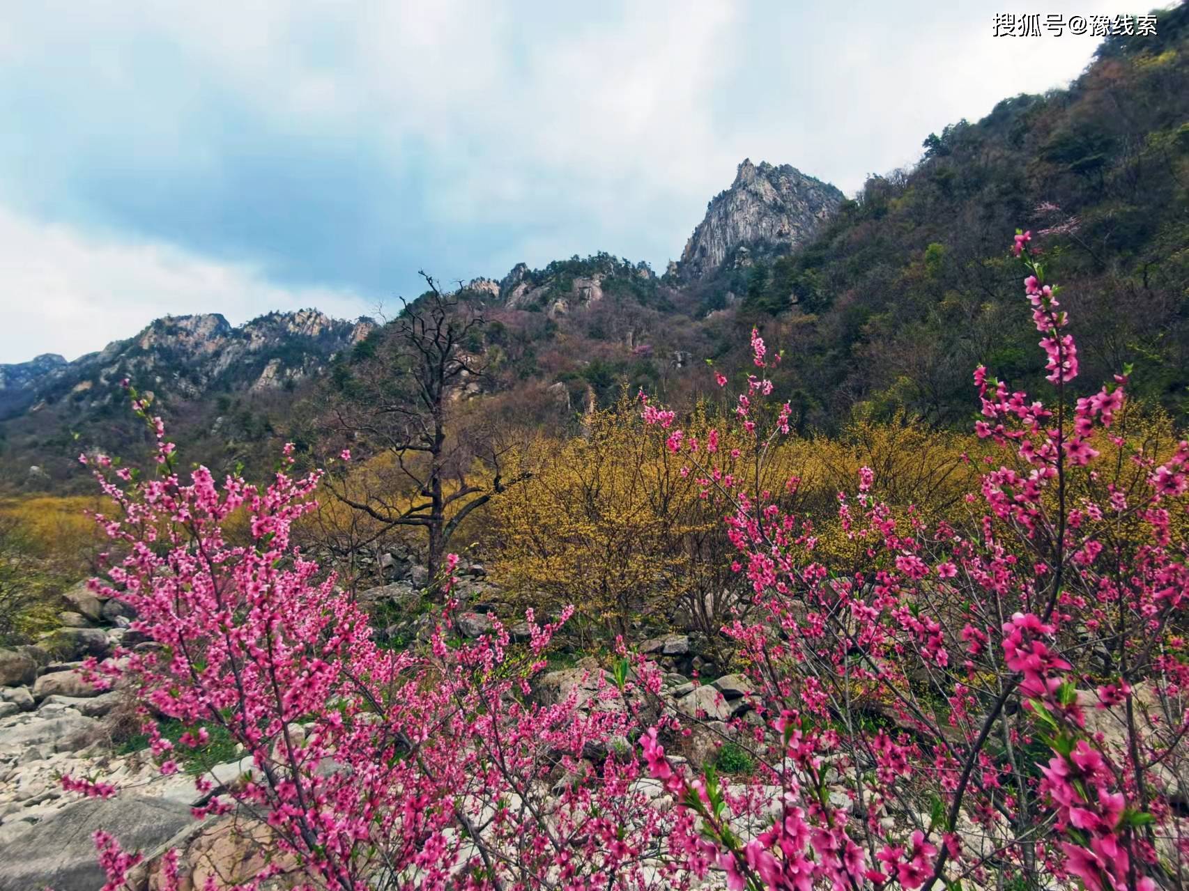 南阳老界岭山花烂漫踏青赏花正当时