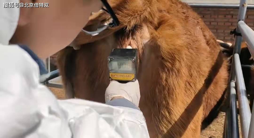 兽用排卵测定仪掌握母牛配种时间提高受孕率