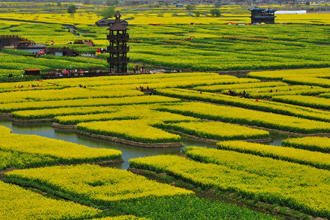 江苏有一处花岛千垛油菜花开金满地