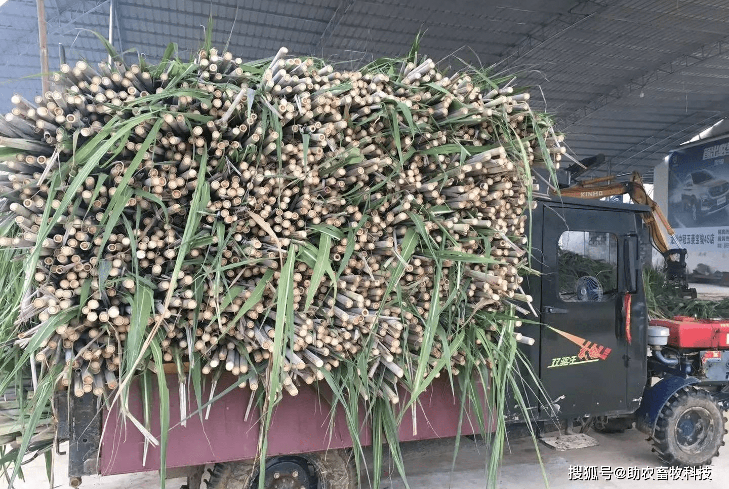 甘蔗尾叶通过新技术青贮后营养丰富牛羊爱吃还可以大量运用到养猪上