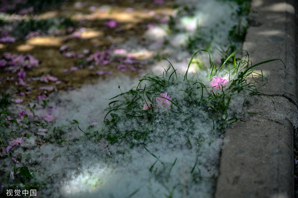 又是一年飞絮时!各地柳絮杨絮漫天飞舞如雪飘-搜狐大视野-搜狐新闻