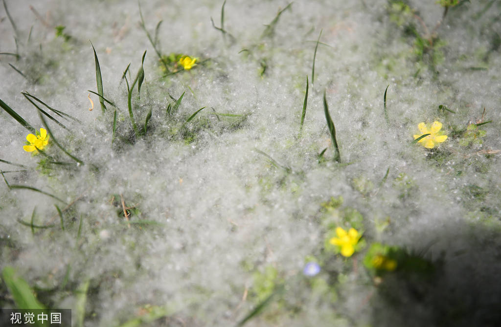 又是一年飞絮时!各地柳絮杨絮漫天飞舞如雪飘-搜狐大视野-搜狐新闻
