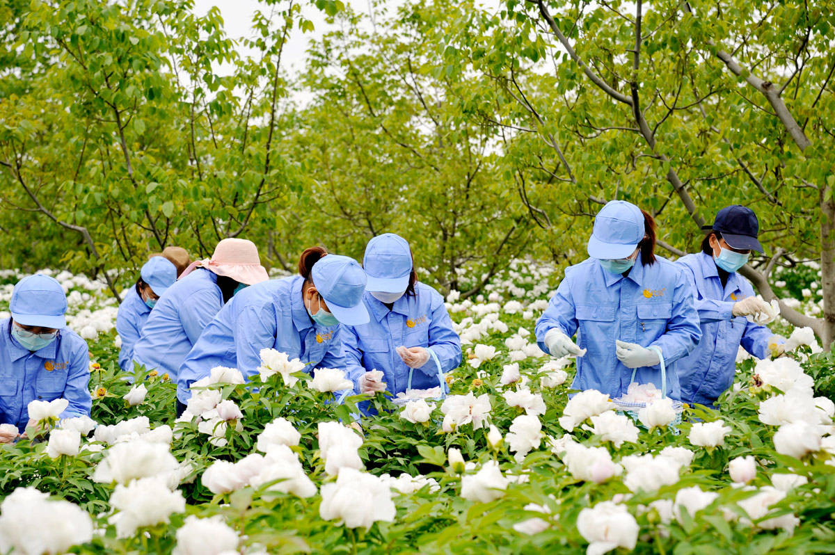 万亩牡丹花正艳,牡仙牡丹种植基地迎来牡丹花采摘期