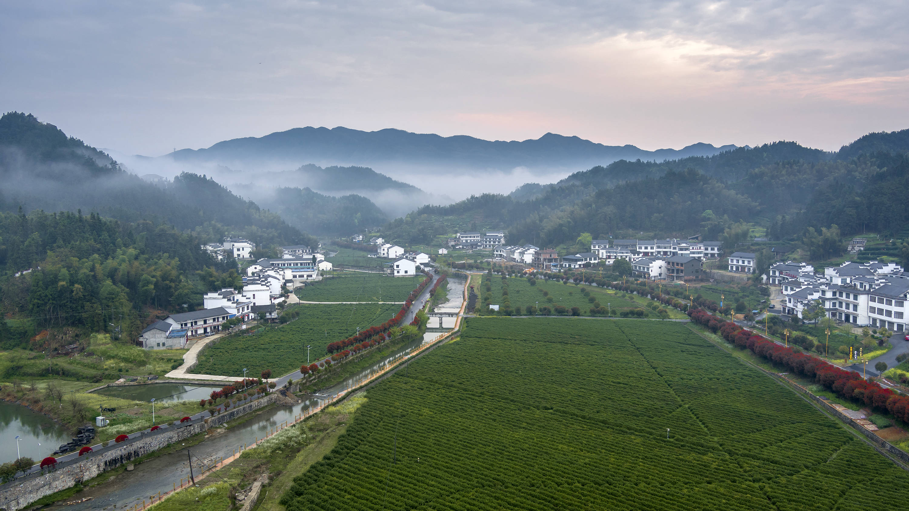 这里是长沙,没有熙攘人群,有的是云雾缥缈,茶香飘逸_沩山_宁乡_茶山