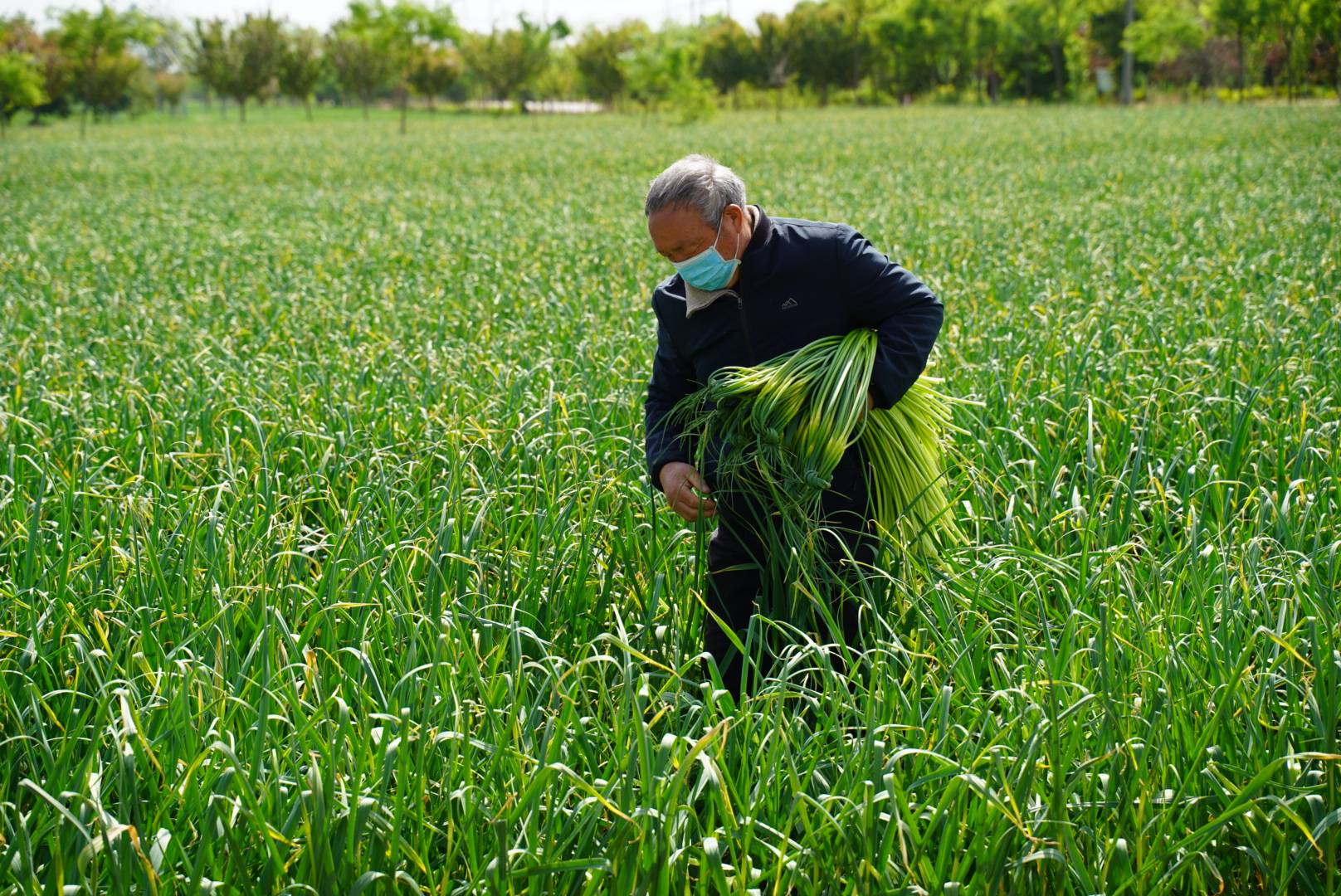 4月1 8日, 在桑镇祝原村村民贾小红的蒜地里
