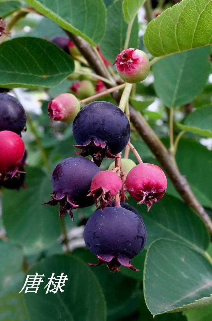 诗经里的植物辨识三十一唐棣棠棣和常棣