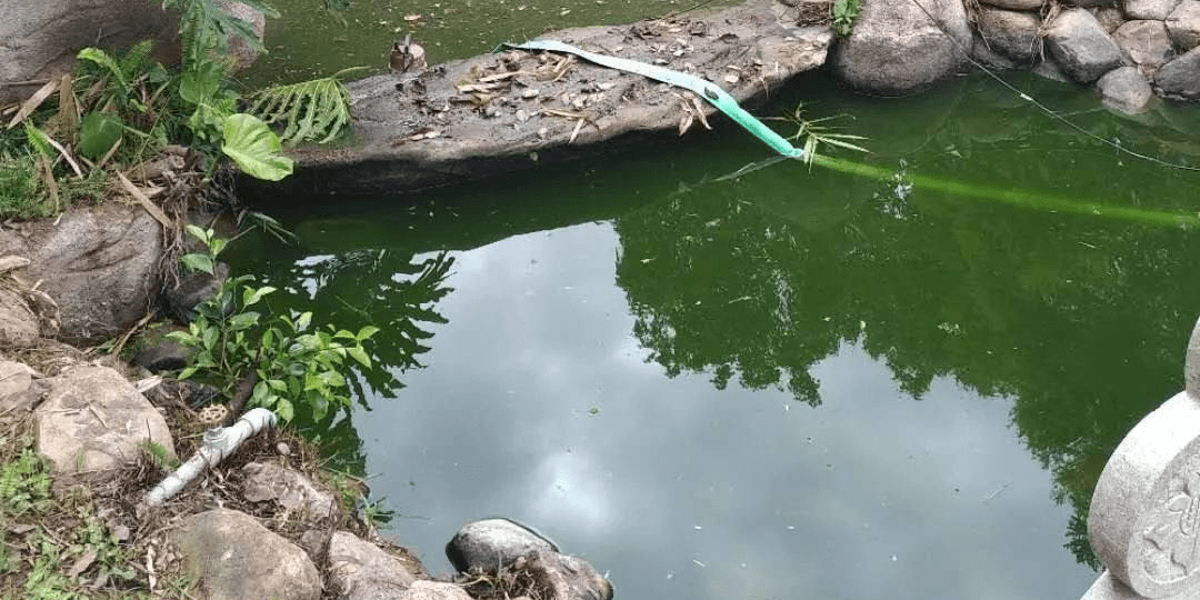 绿藻_小球藻_原因