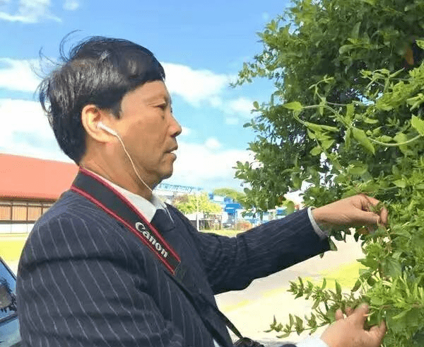 欧洲时报网报道金银花木瓜研究奠基人李圣波研究员