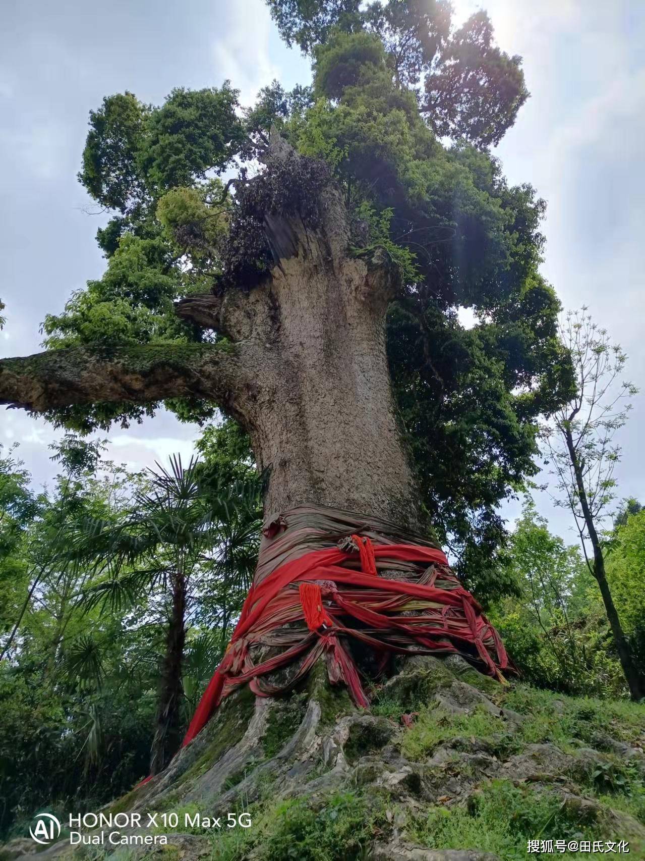 田氏文化千年神树亚洲楠木王文田福宏