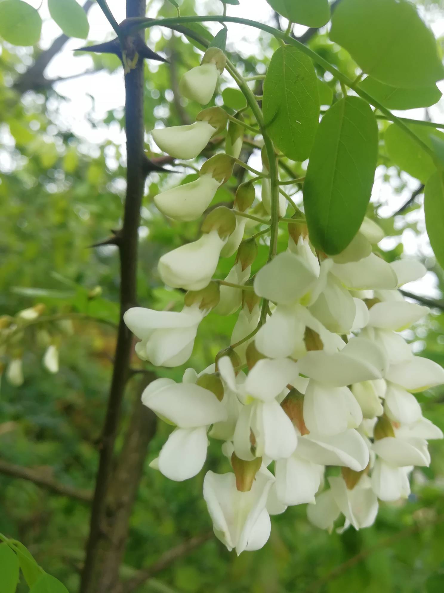 小当槐花长大样子图片