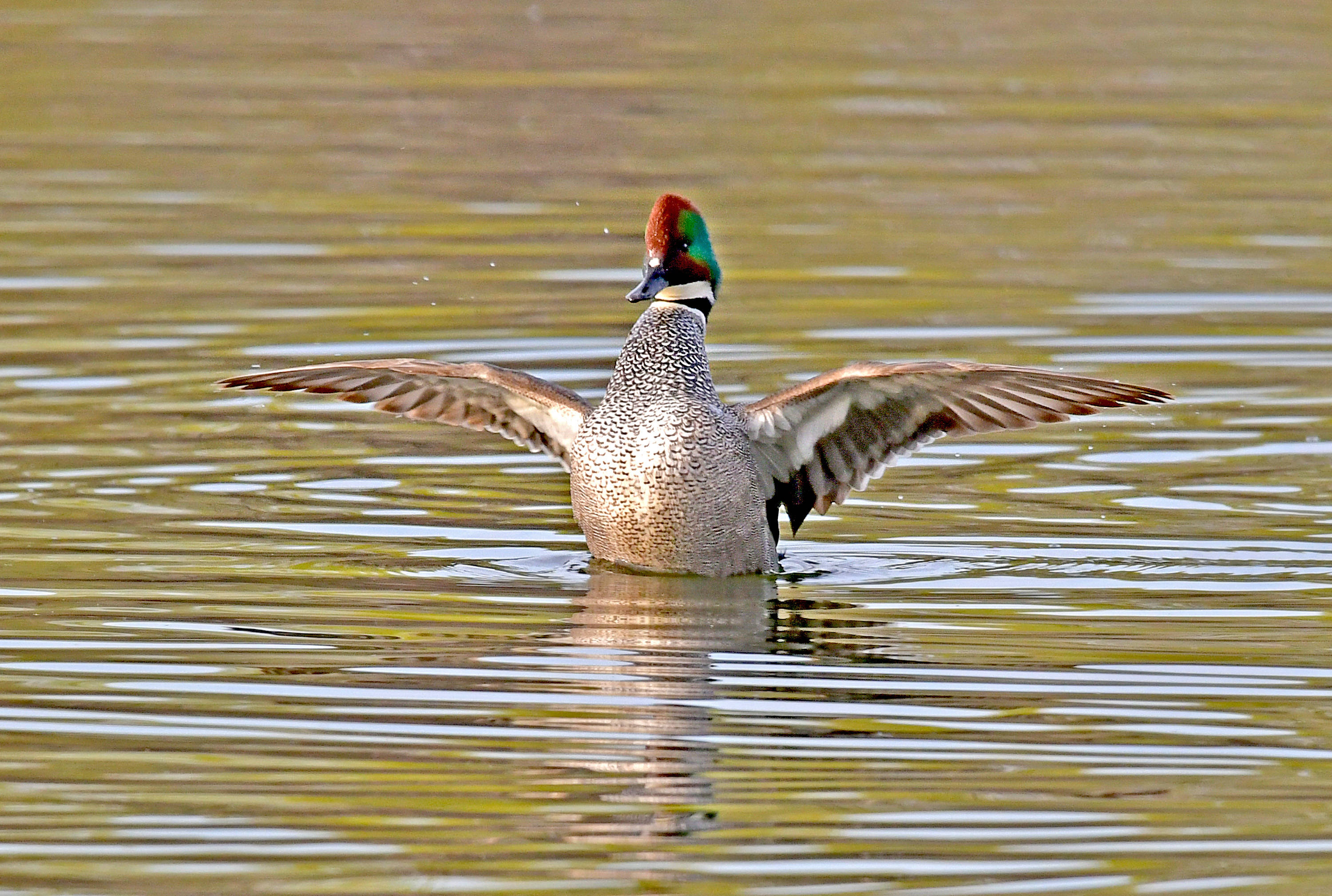 一春江水暖鸭先知罗纹鸭
