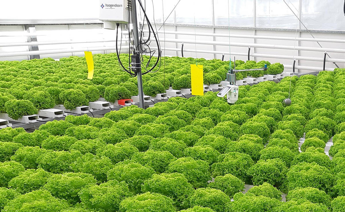 人工智能可以自主种植生菜作物