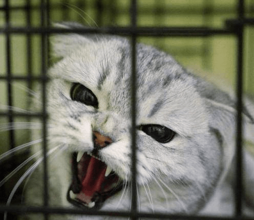 猫咪讨厌的十种行为