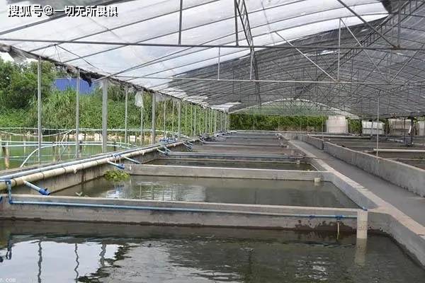 湖北佳农晖农业科技有限公司黄骨鱼鲈鱼泥鳅养殖