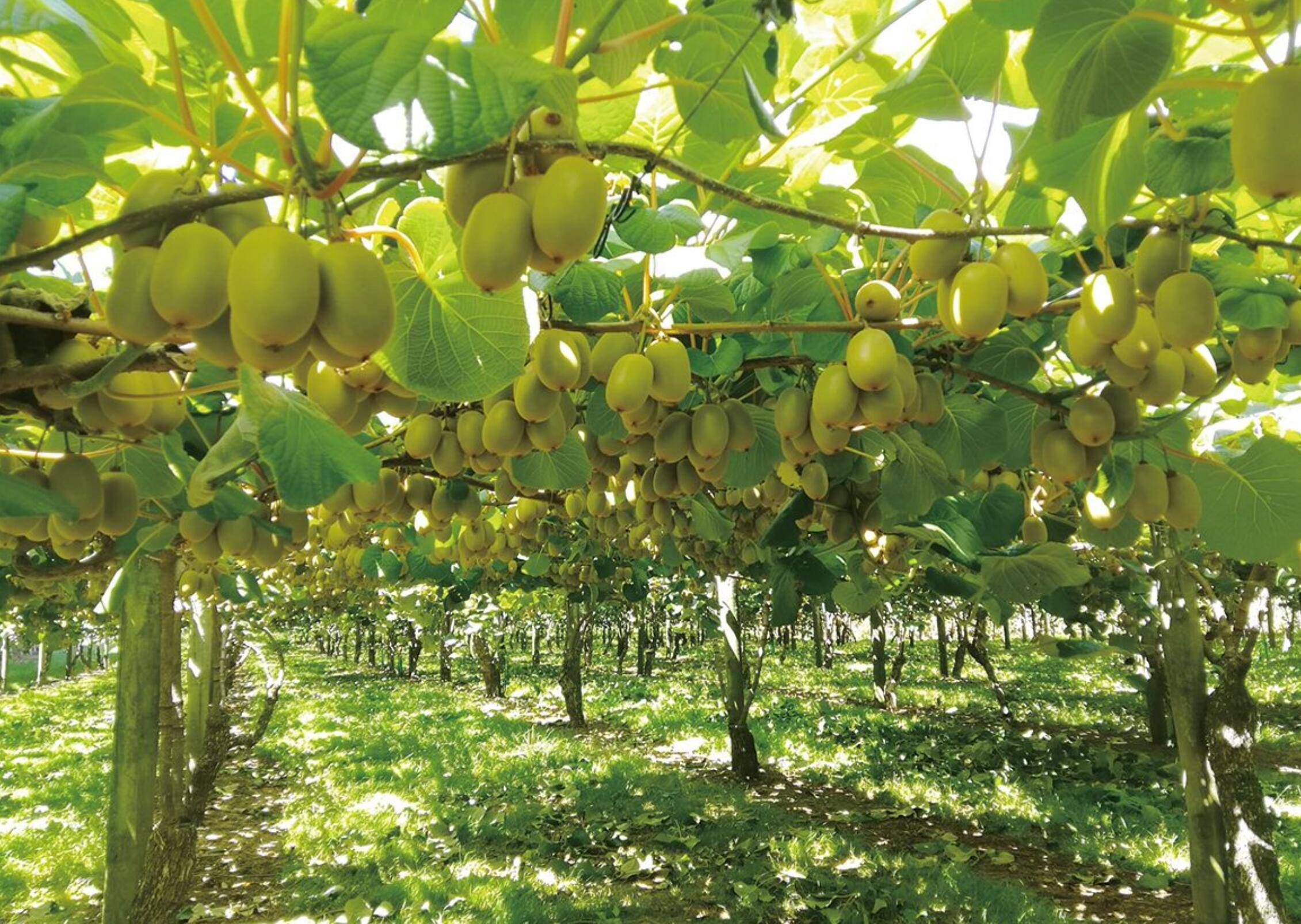 所以最好是选择通过相应食品评级或认证的种植基地的水果
